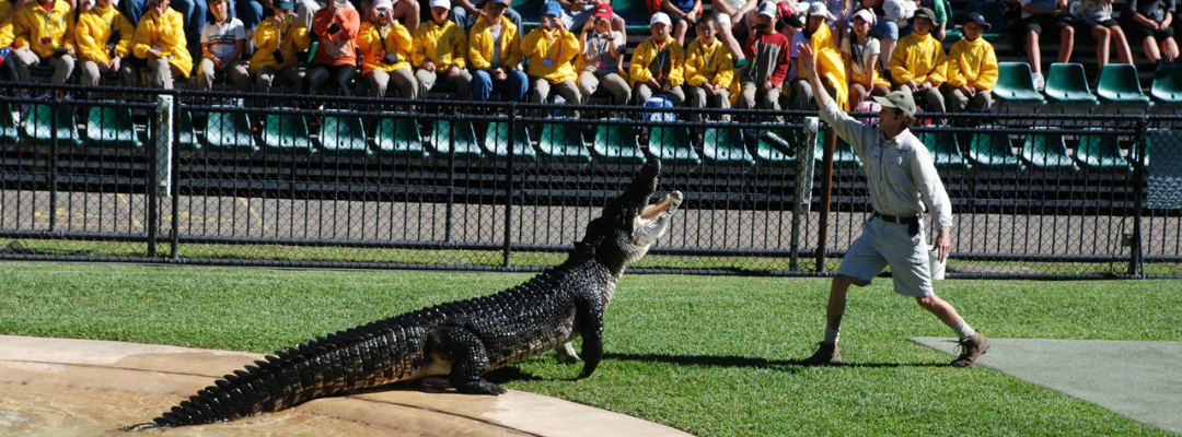 Australia Zoo Crocoseum